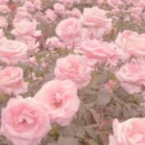 Meet your Posher, Hennie